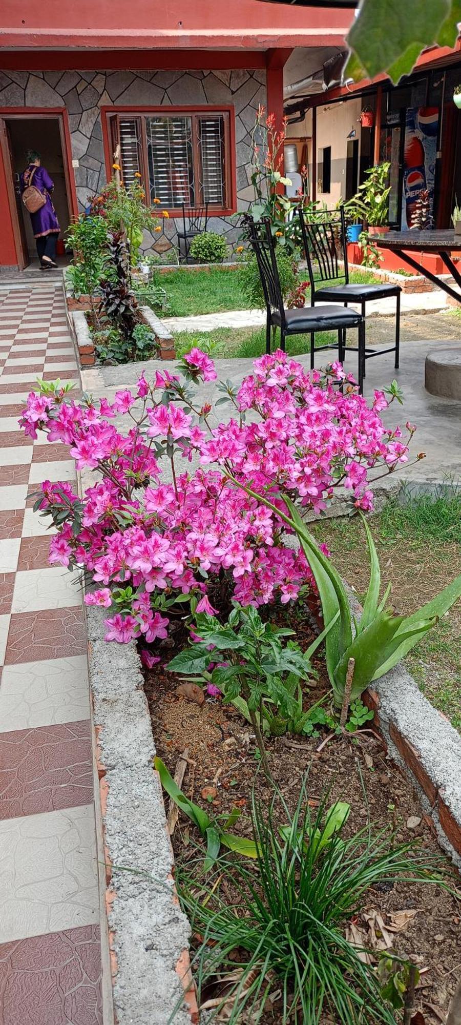 Pokhara Metro Eco Hotel المظهر الخارجي الصورة